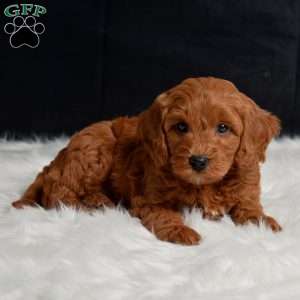 Lawson, Cavapoo Puppy